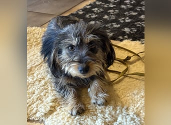 Zoe - verschmust und neugierig - BEREITS IN DEUTSCHLAND