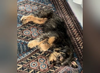 Zoe - verschmust und neugierig - BEREITS IN DEUTSCHLAND