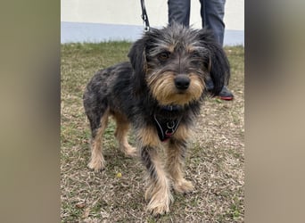 Zoe - verschmust und neugierig - BEREITS IN DEUTSCHLAND