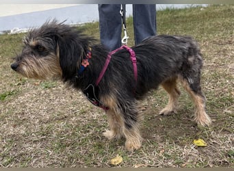 Zoe - verschmust und neugierig - BEREITS IN DEUTSCHLAND