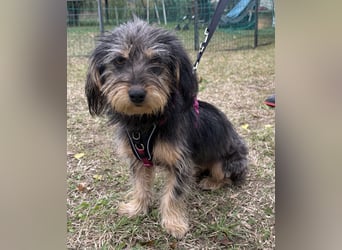 Zoe - verschmust und neugierig - BEREITS IN DEUTSCHLAND