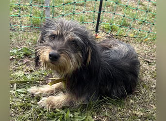 Zoe - verschmust und neugierig - BEREITS IN DEUTSCHLAND