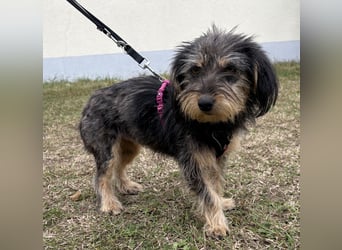 Zoe - verschmust und neugierig - BEREITS IN DEUTSCHLAND