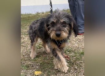 Zoe - verschmust und neugierig - BEREITS IN DEUTSCHLAND