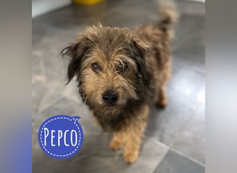 Pepco möchte nur geliebt werden