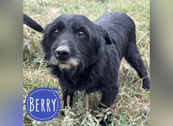 Berry ein trauriger Engel