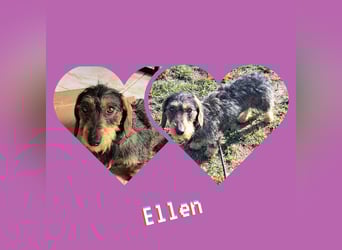 Ganze 25cm suchen ein neues Zuhause, schnell bevor der harte Winter in Rumänien beginnt 350,00 € Pre