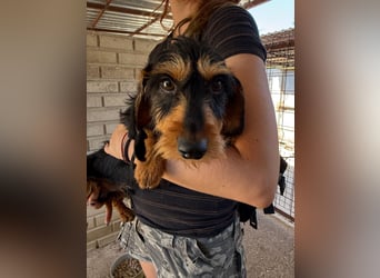 Murphy sucht sein Für-immer-Zuhause