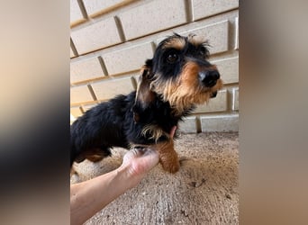Murphy sucht sein Für-immer-Zuhause