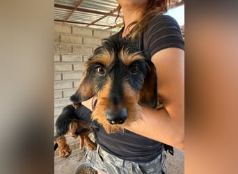 Murphy sucht sein Für-immer-Zuhause
