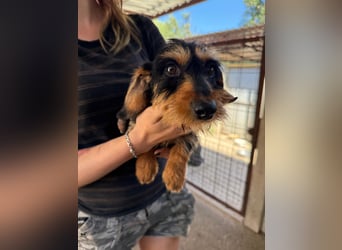 Murphy sucht sein Für-immer-Zuhause