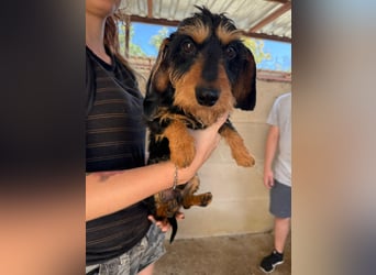 Murphy sucht sein Für-immer-Zuhause