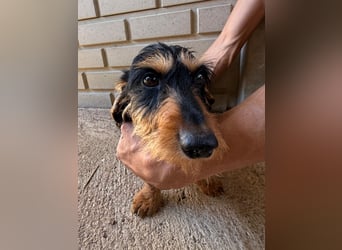 Murphy sucht sein Für-immer-Zuhause