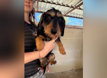 Murphy sucht sein Für-immer-Zuhause