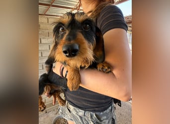 Murphy sucht sein Für-immer-Zuhause