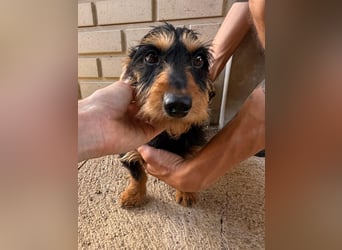 Murphy sucht sein Für-immer-Zuhause