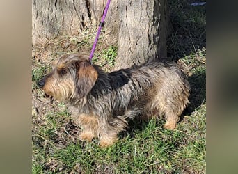 LAVA - DACKELDAME SUCHT IHRE MENSCHEN