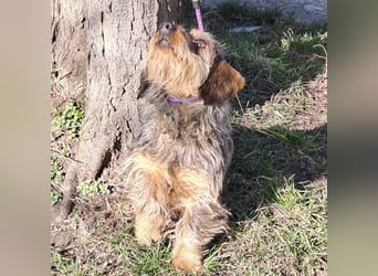 LAVA - DACKELDAME SUCHT IHRE MENSCHEN