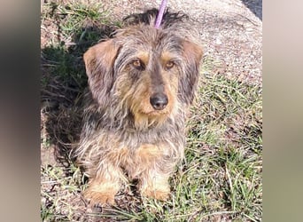 LAVA - DACKELDAME SUCHT IHRE MENSCHEN