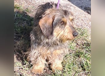 LAVA - DACKELDAME SUCHT IHRE MENSCHEN