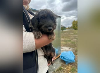Smockie, geboren 02.07.2025, 24cm sucht sein Körbchen