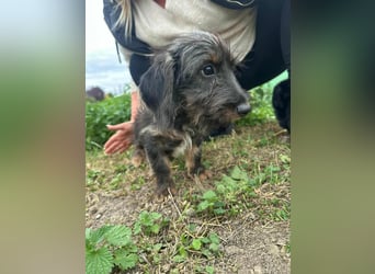 Smockie, geboren 02.07.2025, 24cm sucht sein Körbchen