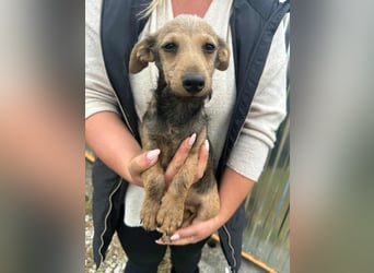 Soma, geboren 02.07.2025, 24cm sucht sein Zuhause