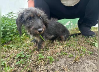 Smockie, geboren 02.07.2025, 24cm sucht sein Körbchen