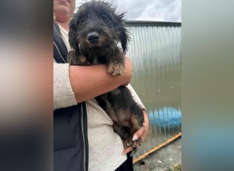 Smockie, geboren 02.07.2025, 24cm sucht sein Körbchen