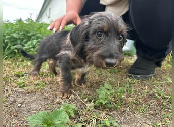 Smockie, geboren 02.07.2025, 24cm sucht sein Körbchen