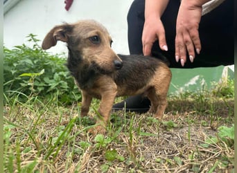 Soma, geboren 02.07.2025, 24cm sucht sein Zuhause