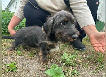 Smockie, geboren 02.07.2025, 24cm sucht sein Körbchen