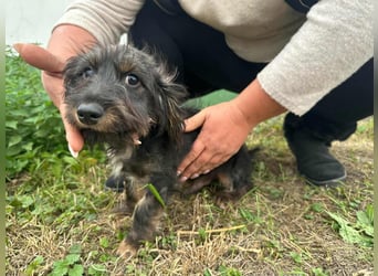 Smockie, geboren 02.07.2025, 24cm sucht sein Körbchen
