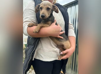 Soma, geboren 02.07.2025, 24cm sucht sein Zuhause