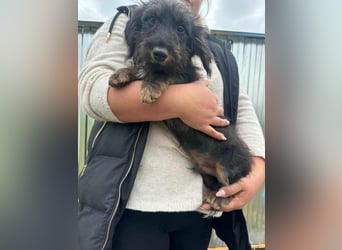 Smockie, geboren 02.07.2025, 24cm sucht sein Körbchen