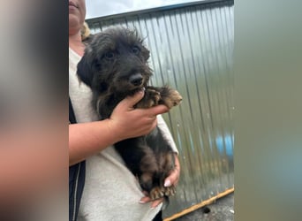Smockie, geboren 02.07.2025, 24cm sucht sein Körbchen
