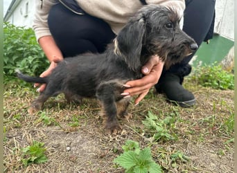 Smockie, geboren 02.07.2025, 24cm sucht sein Körbchen