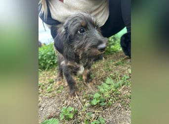 Smockie, geboren 02.07.2025, 24cm sucht sein Körbchen