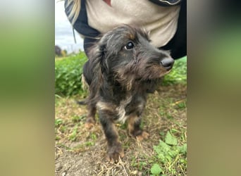 Smockie, geboren 02.07.2025, 24cm sucht sein Körbchen