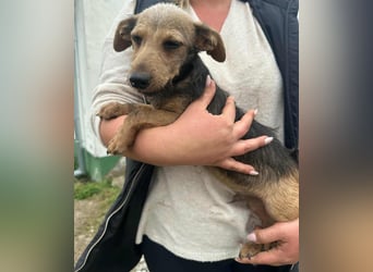 Soma, geboren 02.07.2025, 24cm sucht sein Zuhause