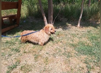 Gizmo, fröhlicher Charmeur, ca. 2 Jahre, ca. 25 cm, ca. 12 kg