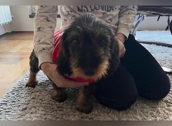 Dackeljunge OTTO❤️kleiner charmanter, mutiger Entdecker
