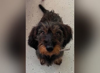 Dackeljunge OTTO❤️kleiner charmanter, mutiger Entdecker