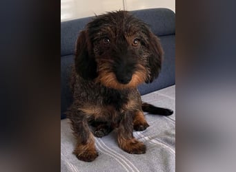 Dackeljunge OTTO❤️kleiner charmanter, mutiger Entdecker