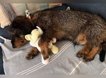 Dackeljunge OTTO❤️kleiner charmanter, mutiger Entdecker