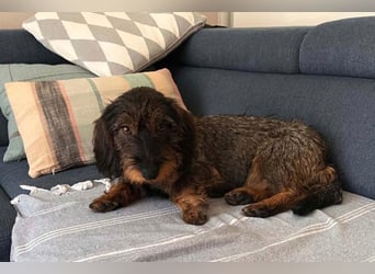 Dackeljunge OTTO❤️kleiner charmanter, mutiger Entdecker