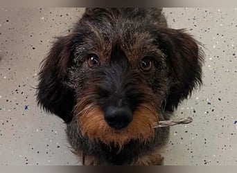 Dackeljunge OTTO❤️kleiner charmanter, mutiger Entdecker