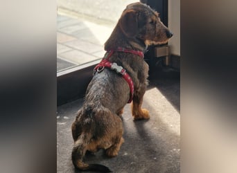 Emil ( Drotós), fröhlicher Rauhaardackel geb. 2024