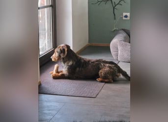 Emil ( Drotós), fröhlicher Rauhaardackel geb. 2024