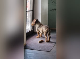 Emil ( Drotós), fröhlicher Rauhaardackel geb. 2024